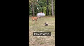 Dog Makes Backyard Friend
