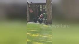 Neighbor caught casually feeding bear and cubs in Watertown, Connecticut
