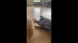 Cat Cuddles With German Shepherd