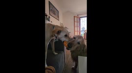 When Your Dogs Can't Share Their Toys