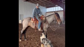 Dog Jumps on Horse's Back for a Ride