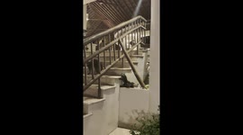 Baby Raccoons Fall Flat