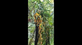 Tree Frogs Gather to Breed