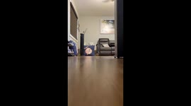 Hedgehog Tippy Taps Sound Like a Helicopter