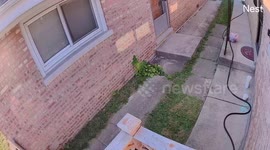 Squirrel Steals Groceries Off Porch