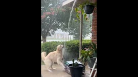 Golden Retriever Plays in the Rain