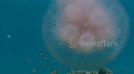Diver Encounters Big Pink Jellyfish