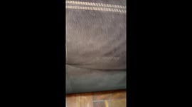 Little Dog Gets Stuck Under Couch