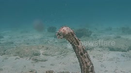 Sea Cucumber Reproduction