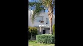 Golden Retriever Neighborhood Watch