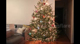 Stop-motion of Christmas Tree being untrimmed after the holidays.