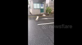 Dog battles to stay upright as its blown across road by Typhoon Bebinca winds in China