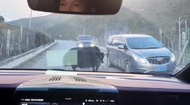 Yak blocking road attacks car attempting to overtake in China, 6 vehicles damaged in 10 minutes