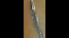 Huge crocodile emerges from murky river and approaches humans in Indonesia