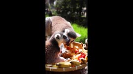 Zoo animals enjoy mooncakes in SW China