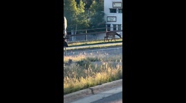 Large bull elk spotted grazing near road in Evergreen, Colorado