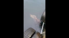 Sea lion appears dead but emerges alive in Chile