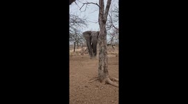 Elephant backs away after being told off by homeowner for pushing over tree