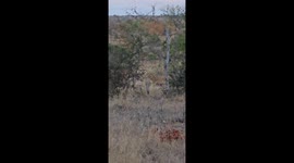 Some people find fairies at the bottom of their garden, but when you live on a Big 5 game reserve in South Africa, your finds are a little more ferocious!