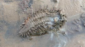 Sea mouse on Edinburgh beach