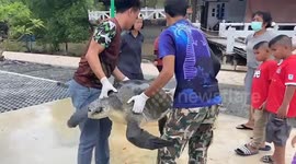 Officers rescue injured Olive ridley sea turtle stranded on beach in Thailand