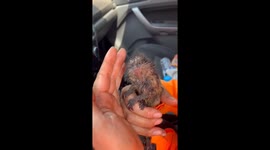 Firefighters rescue baby marmoset from blaze in Brazil's Pau Furado State Park