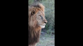 Stunning male lions greets lioness and performs the Flemen Grimace to ascertain if she is in heat