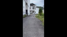 Cat with duster-like tail charms owner in China