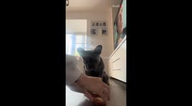 Chicken nugget challenge: Dog waits for mom to let him enjoy his nugget