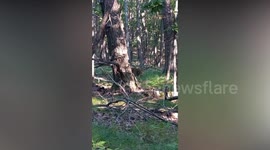 Russian rangers come face-to-face with rare Amur leopard whilst installing wildlife cameras