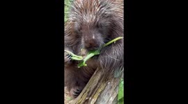 A rescue porcupine