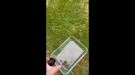 Woman tried everything to remove slugs but beer hack did the job successfully