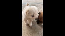 A Puppy Keeps Trying to Kiss Other Dogs