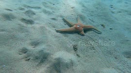 Big Starfish With Missing Leg