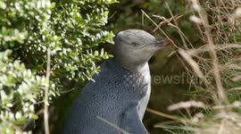 New Zealand: Shy, smelly penguin wins New Zealand bird of the year award