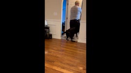 Labrador joyfully welcomes the new puppy with open paws and a wagging tail
