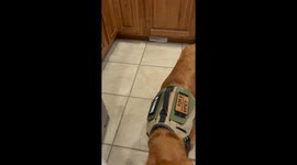 10-month-old 'Golden Retriever' puppy brings water from the fridge to mom
