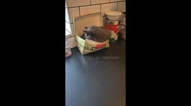 Cat Naps In Tea Bag Box