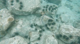 Diver Follows Venomous Sea Snake