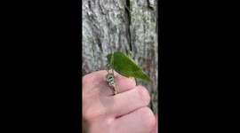 Leaf Insect Hops From Hand To Tree