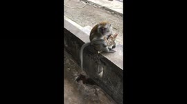 Monkey adopts stray kitten and even lets it suckle