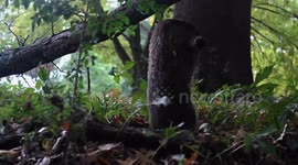 George the groundhog's surprising camera shyness as I caught him eating.