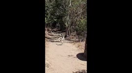 The Rare and Endangered Dancing Madagascan Verraux Sifaka Lemurs