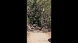 The Rare and Endangered Madagascan Dancing Verraux Sifaka Lemurs (2)