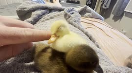 Sleepy Little Duckling