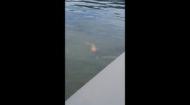 Barcelona locals spot fish with 'cat-like' face
