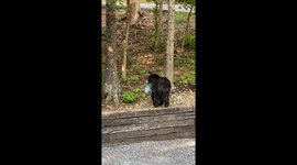 A Bear Stole My Chips