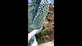Diver Petting a Moray Eel