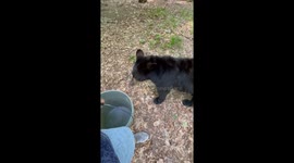 Black Bear Takes Off With Woman's Bucket
