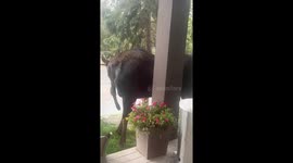 Shocked homeowner films as huge moose inspects backyard